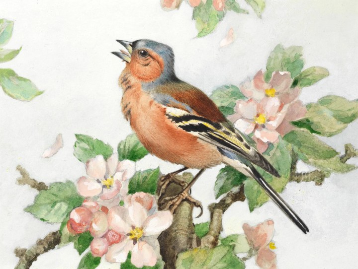 Image of a chaffinch