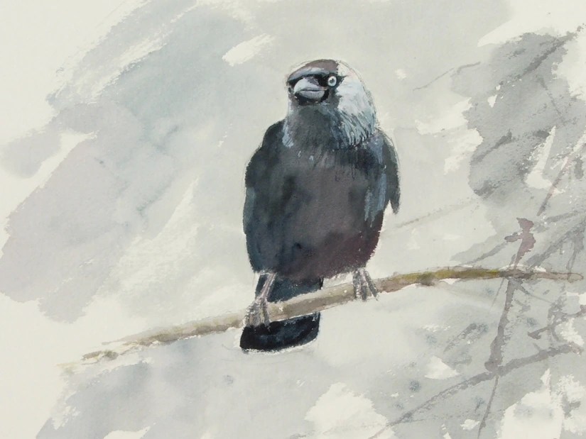 Watching Birds – The Jackdaw