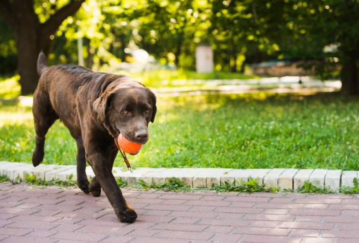 Dogs are Family too!